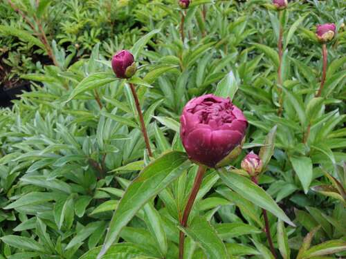 Bild von Paeonia x-lact. Big Ben