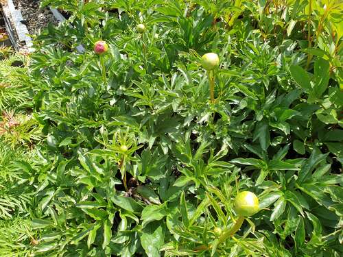 Bild von Paeonia x-lact. Coral Charme