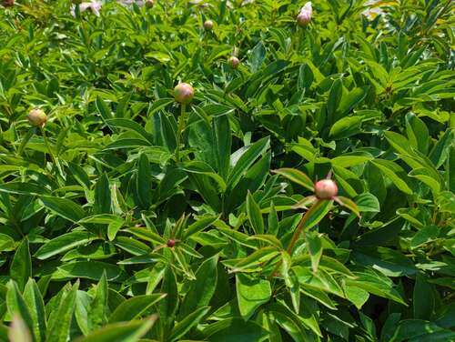 Bild von Paeonia x-lact. Eden Perfume