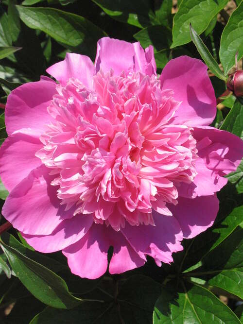Bild von Paeonia x-lact. Edulis Superba
