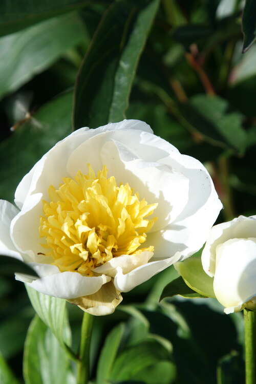 Bild von Garten-Pfingstrose