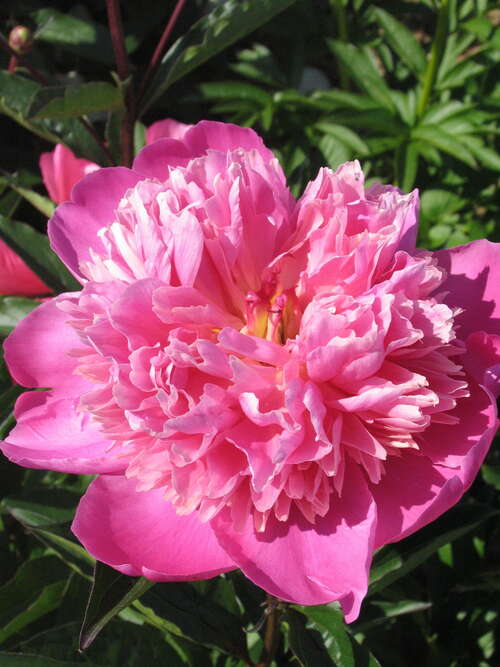 Bild von Paeonia x-lact. Kuni Mori