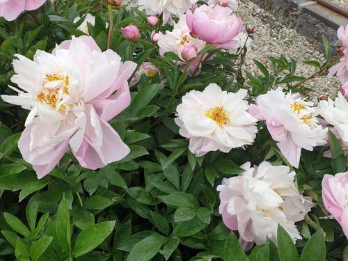 Bild von Paeonia x-lact. Lady Alex. Duff