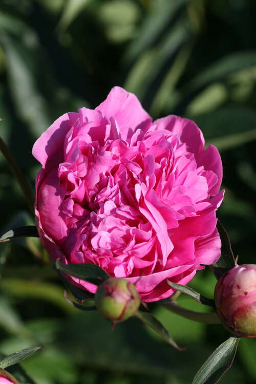 Bild von Paeonia x-lact. Mons. Jules Elie