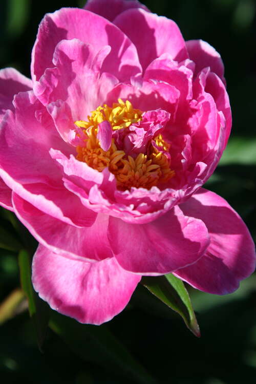 Bild von Paeonia x-lact. Mrs. Eckhard