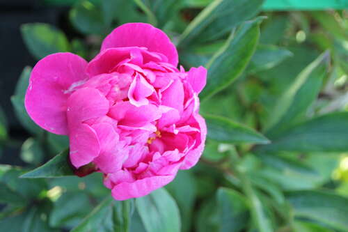 Bild von Paeonia x-lact. rot-einfach-früh