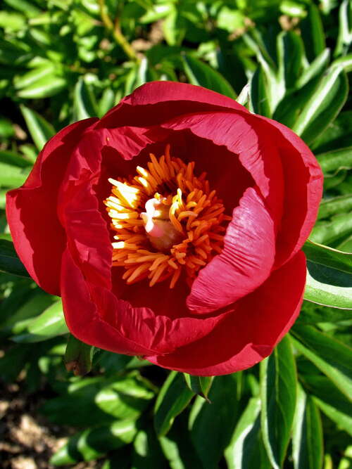 Bild von Paeonia x-lact. Rubinschale