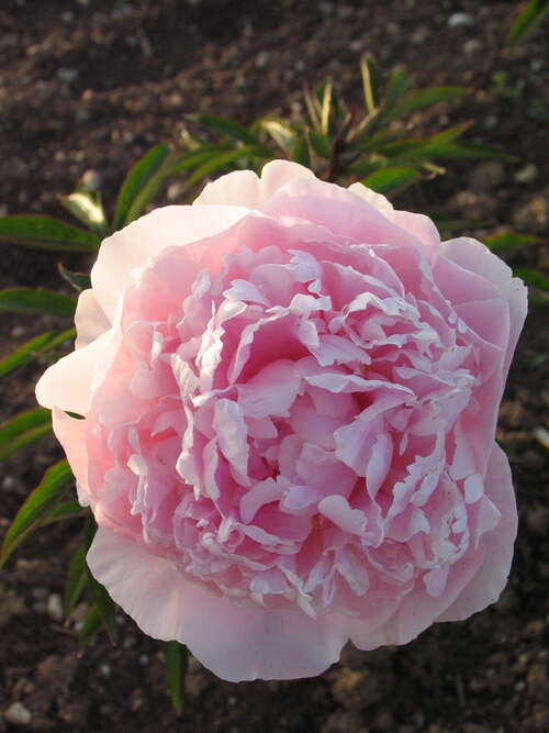 Bild von Paeonia x-lact. Sarah Bernardt