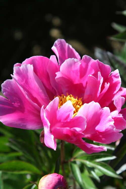 Bild von Paeonia x-lact. Schwindt