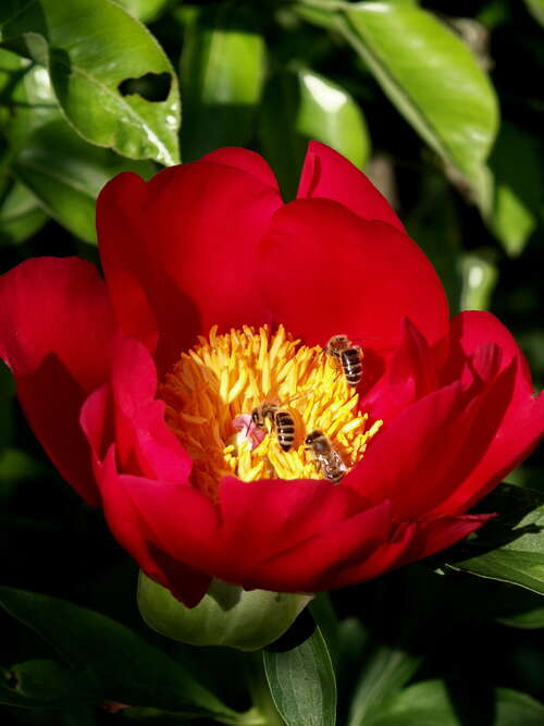 Bild von Garten-Pfingstrose