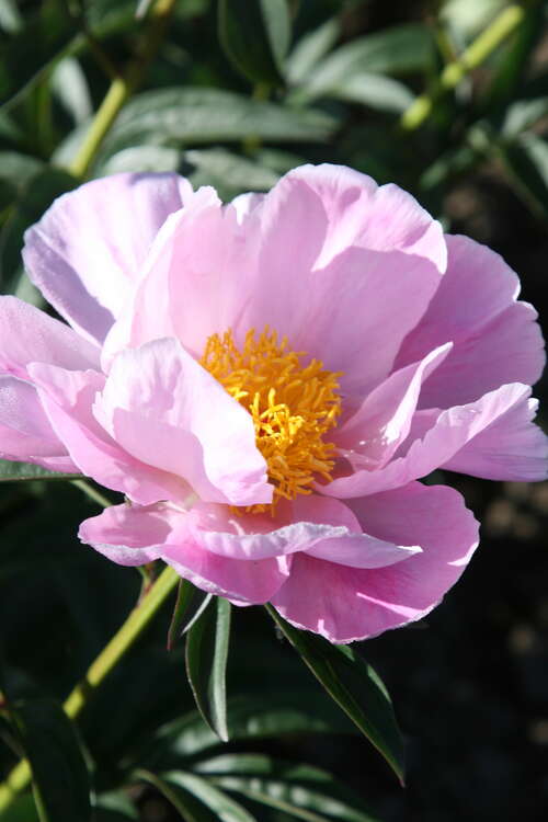 Bild von Paeonia x-lact. Sea Shell