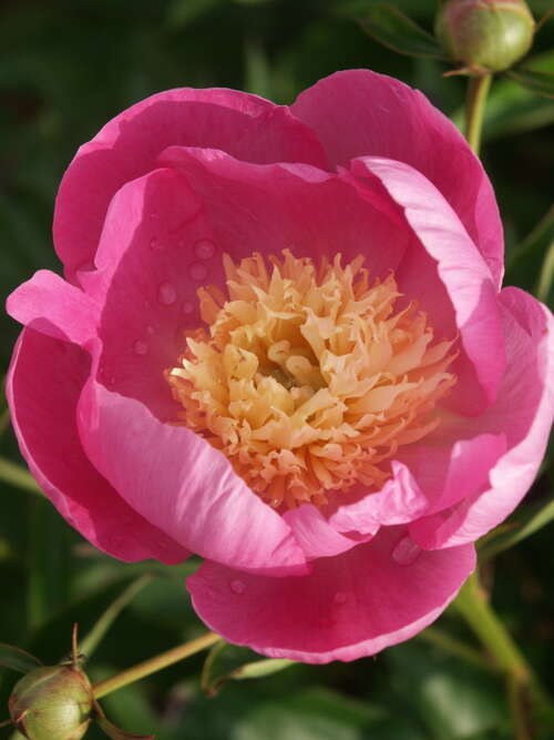 Bild von Paeonia x-lact. Wladyslawa