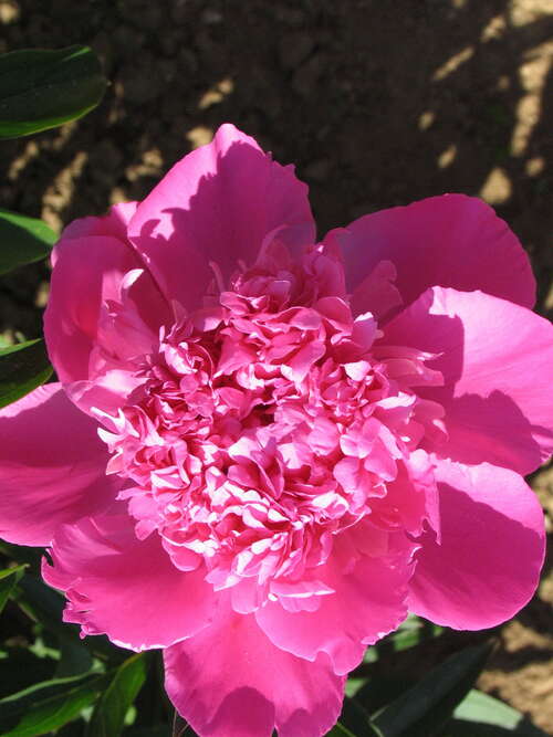Bild von Paeonia x-lact. Wirtin von Steinbach