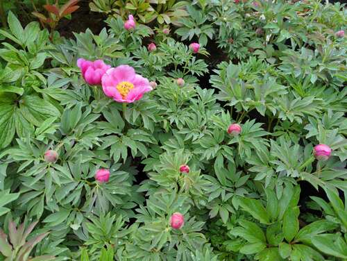 Bild von Paeonia officinalis Mollis