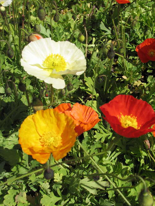 Bild von Papaver nudicaule Gartenzwerg