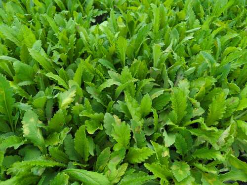 Bild von Orientalischer Garten-Mohn