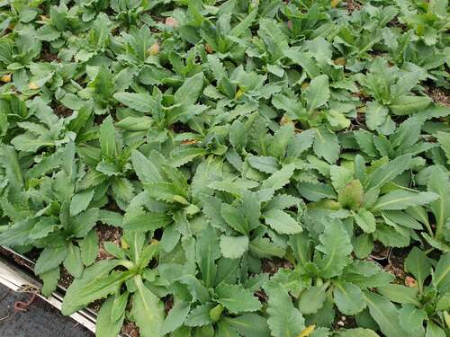 Bild von Papaver orientale Brillant