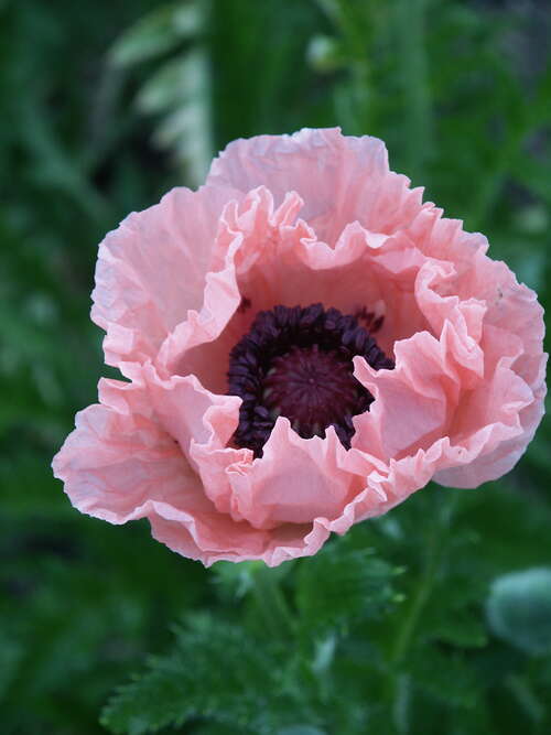 Bild von Orientalischer Garten-Mohn
