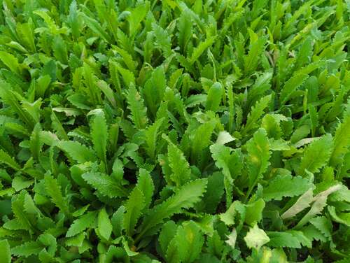 Bild von Orientalischer Garten-Mohn