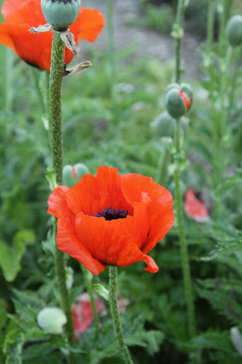 Bild von Orientalischer Garten-Mohn