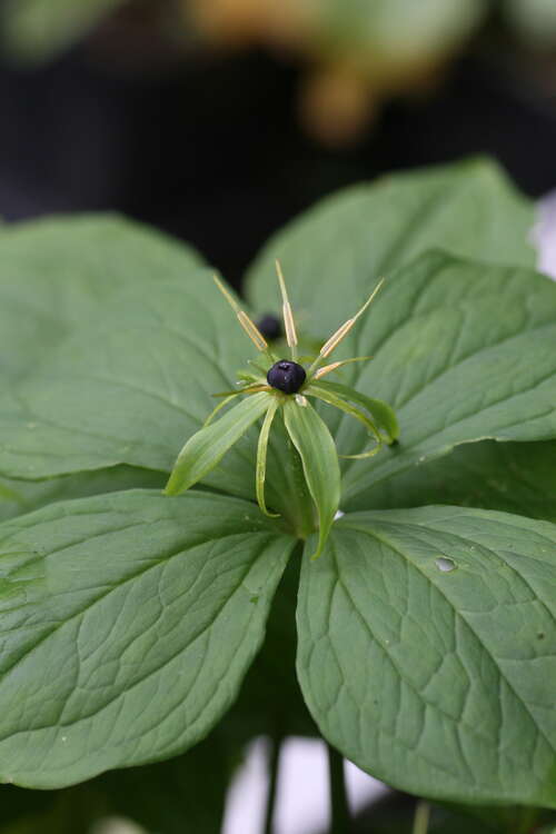 Bild von Vierblättrige Einbeere