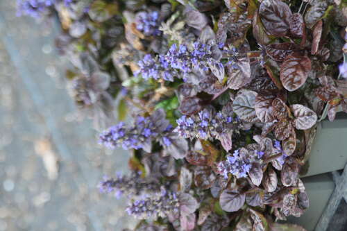 Bild von Ajuga reptans Black Scallop