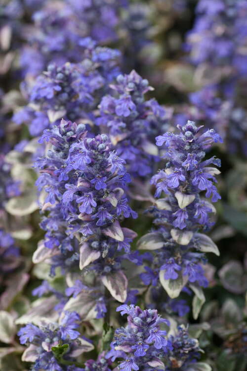Bild von Ajuga reptans Burgundy Glow