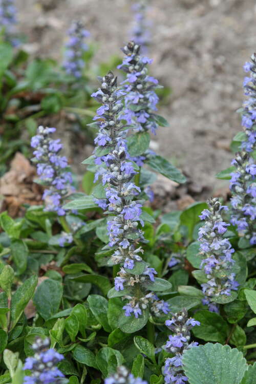 Bild von Ajuga reptans Catlins Giant