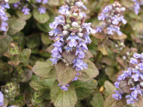 Bild von Ajuga reptans Atropurpurea