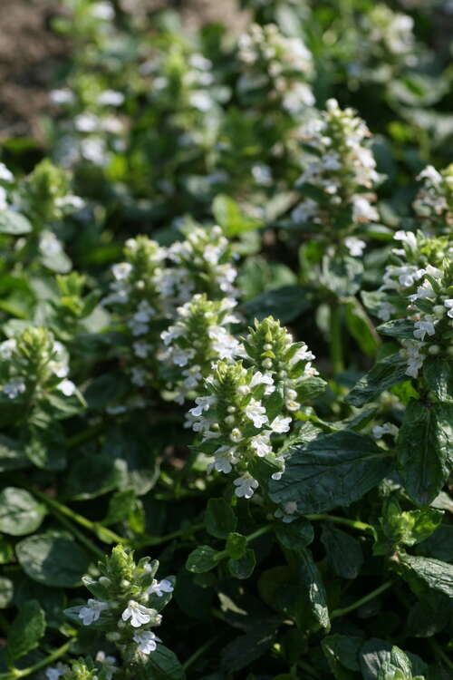 Bild von Ajuga reptans Sanne
