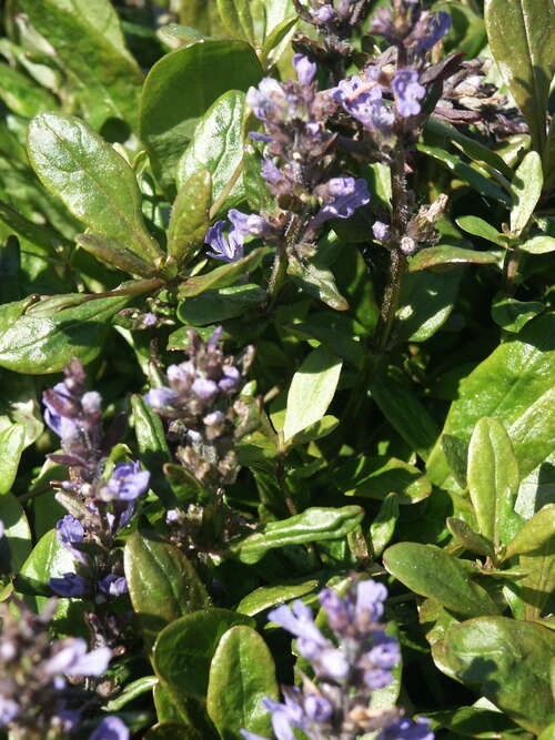 Bild von Ajuga tenorii Mauro