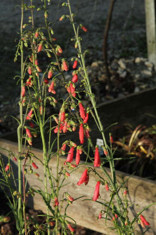 Bild von Penstemon barbatus Coccineus