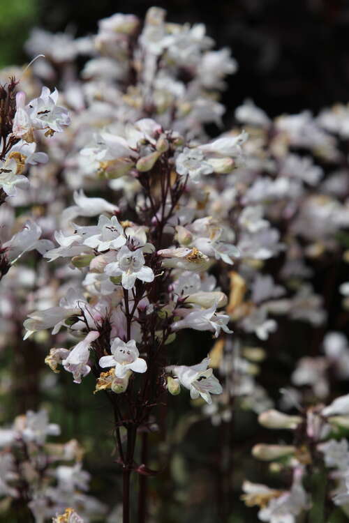 Bild von Penstemon digitalis Huskers Red