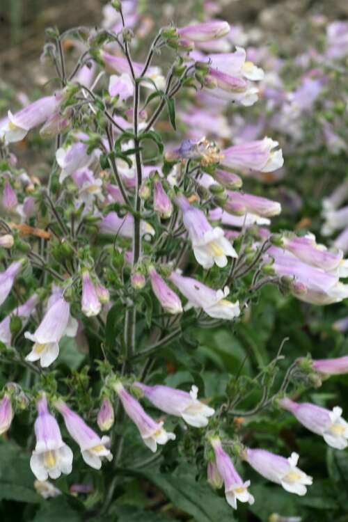 Bild von Rauhaariger Garten-Bartfaden