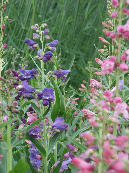 Bild von Zwergiger Garten-Bartfaden
