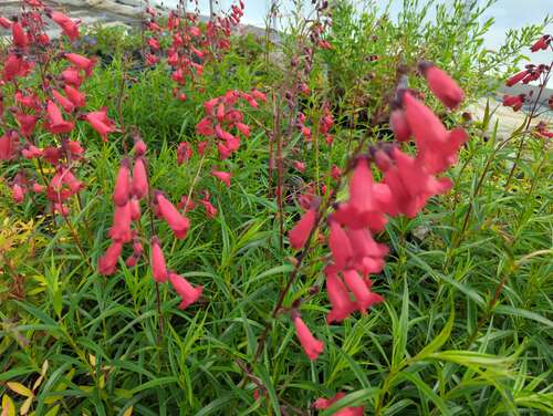 Bild von Penstemon x-cult. Schoenholzeri