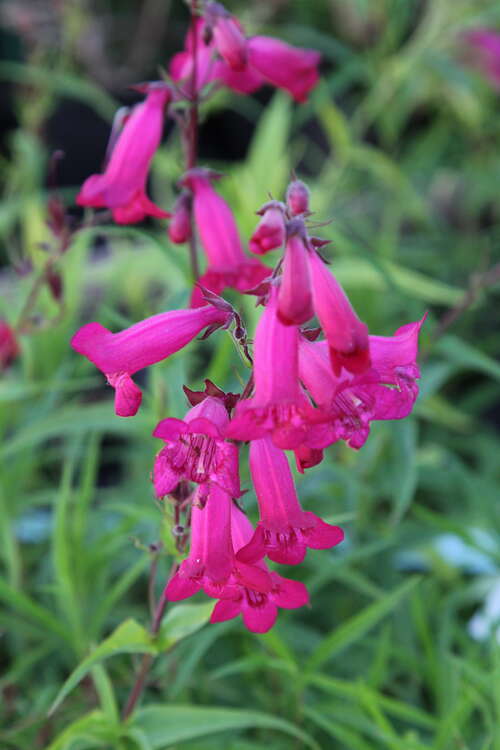 Bild von Penstemon x-cult. Southgate-Gem