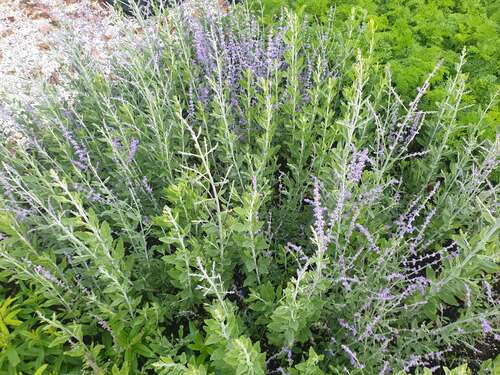 Bild von Perovskia atriplicifolia Blue Spire