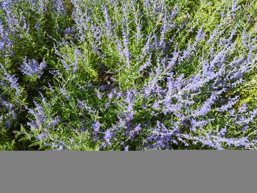 Bild von Perovskia atriplicifolia Lacey Blue
