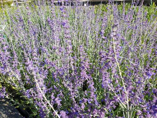 Bild von Kleine Blauraute