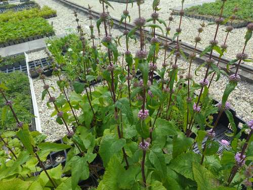 Bild von Phlomis tuberosa Amazone