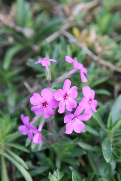 Bild von Phlox procumbensamoena