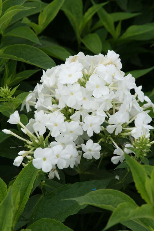 Bild von Phlox paniculata Weiße-Wolke