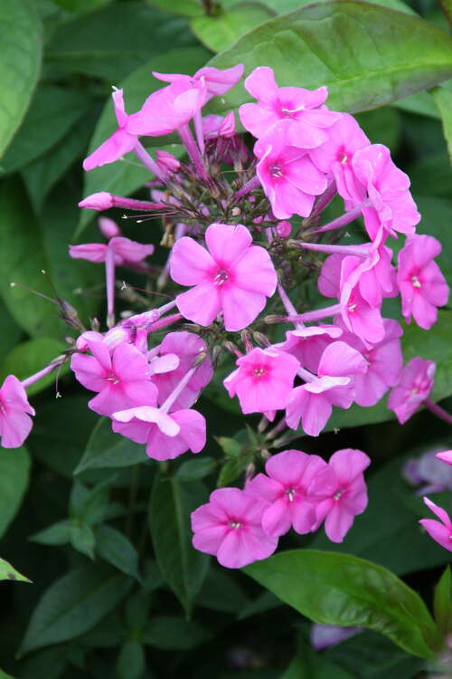 Bild von Großblatt-Phlox