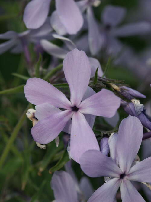 Bild von Phlox divaricata Clouds of Perfume