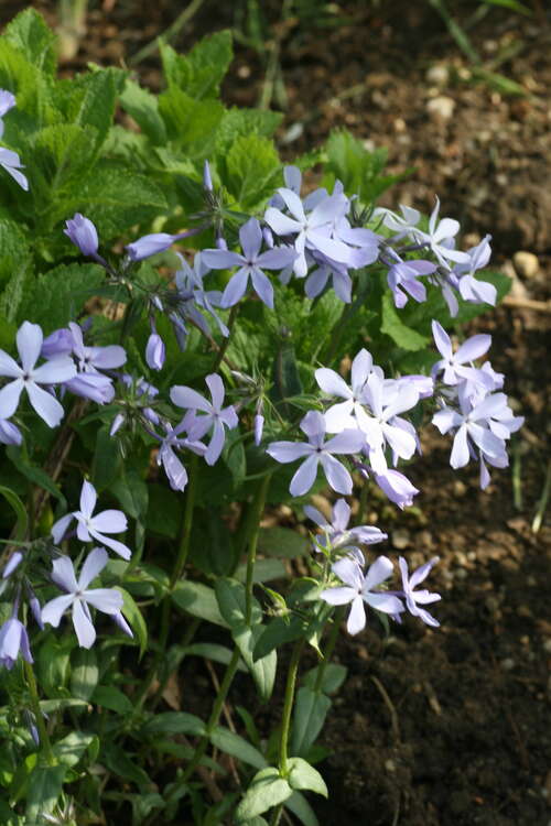 Bild von Phlox divaricata May Breeze
