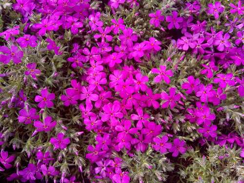 Bild von Phlox douglasii Crackerjack
