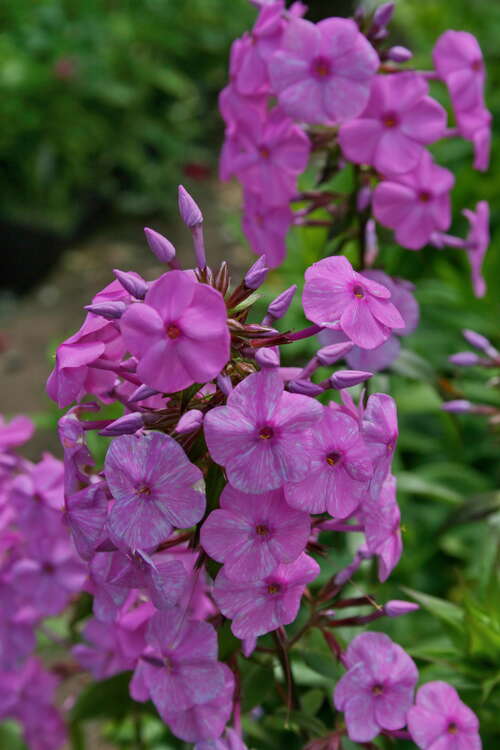 Bild von Phlox maculata Alpha