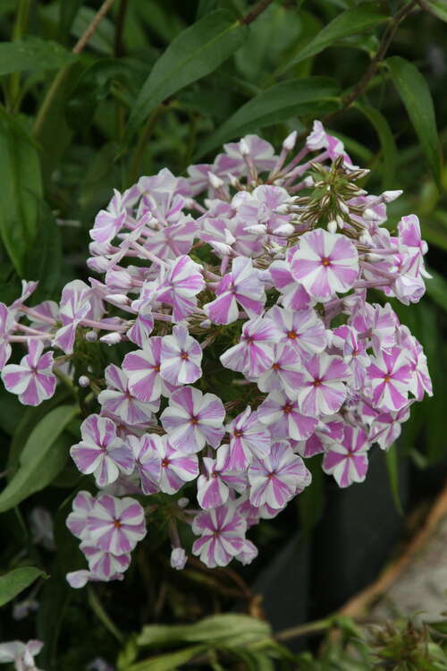 Bild von Phlox maculata Natascha