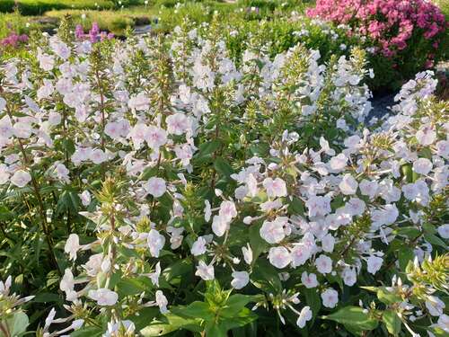 Bild von Phlox maculata Schneelawine